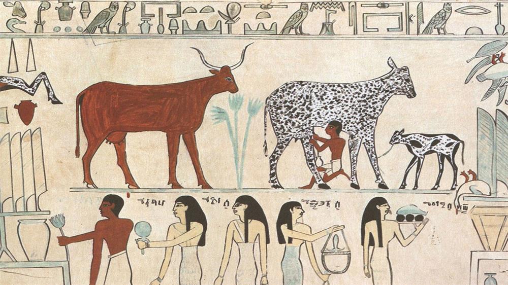 A painting of a milking cow in ancient Egypt